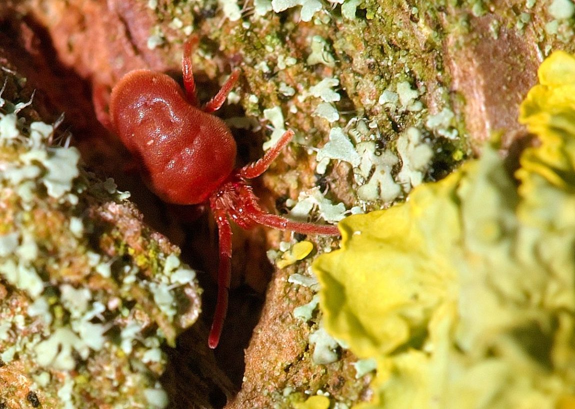 acaro-rojo-o-de-la-cosecha.jpg
