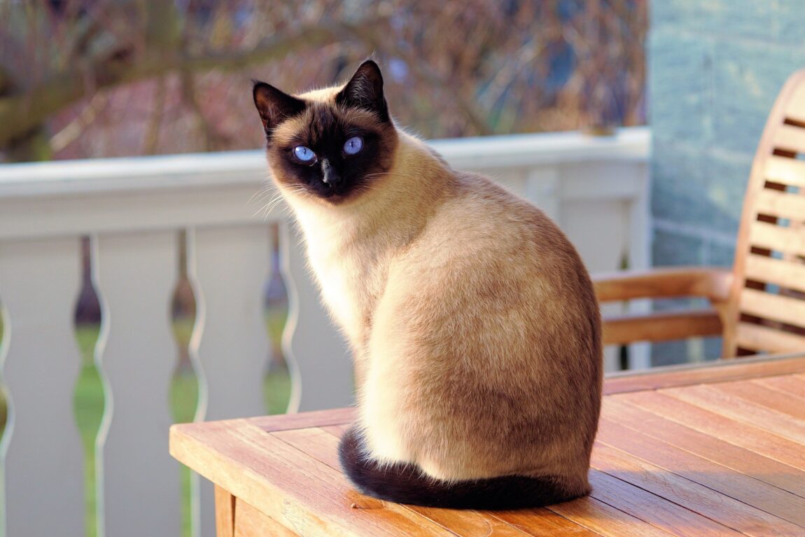 gato-siames.jpg