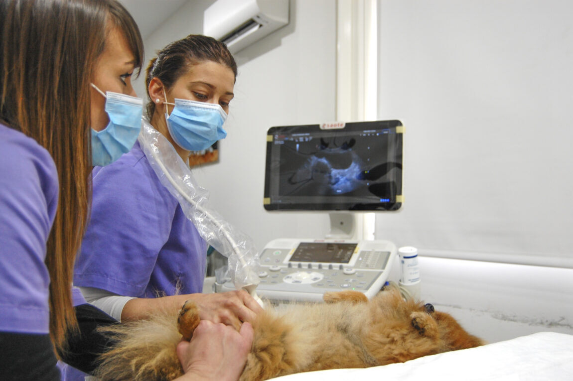 instalaciones-sala-ecografias-veterinarios-urbion-soria.jpg